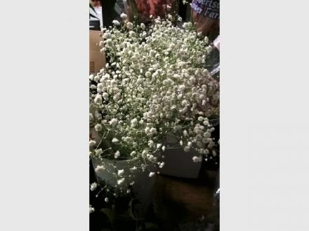 Sunshine Coast Florist