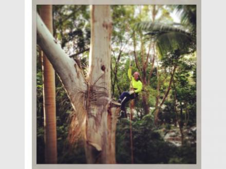 Tricky Tree Solutions