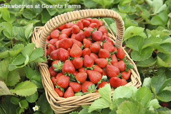 Gowinta Farms Strawberries