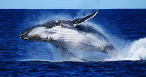 Whale Watching Cruise from Redcliffe, Brisbane or the Sunshine Coast